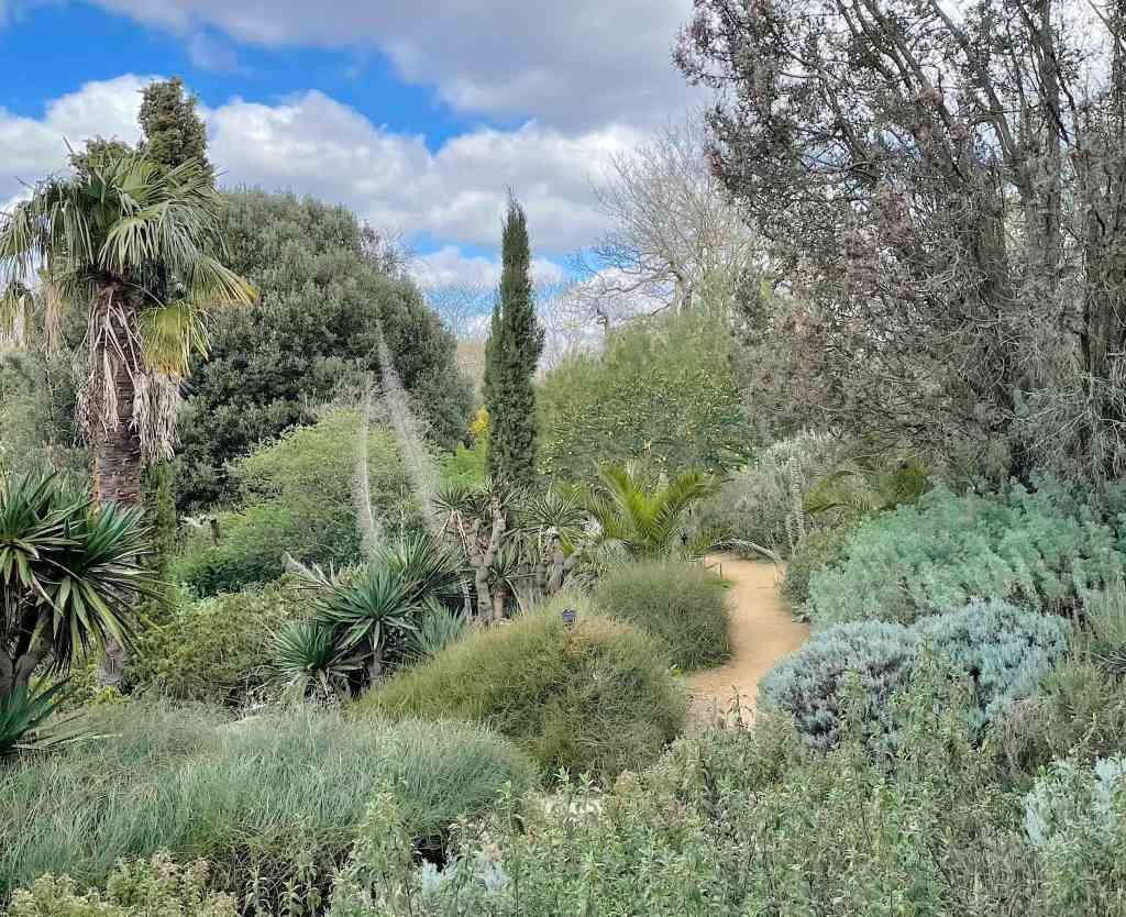 The Mediterranean garden, Kew, home to numerous New Zealand plants
