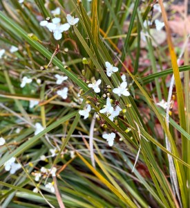 Libertia peregrinans