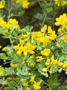 Coronilla valentina