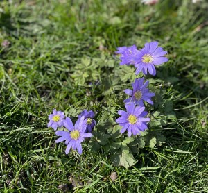 Anemone blanda, Brompton Cemetery, 22 March 2021