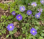 Anemone blanda, Queen Mary's Gardens, 16 March 2021