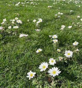 Anemone blanda, white, Brompton Cemetery, 22 March 2021