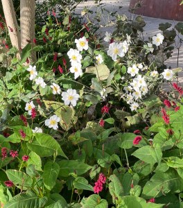 Anemone Honorine Jobert with Persicaria, King's Cross, 11 October 2021