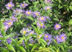 Aster x frikartii 'Mönch', Regent's Park, 10 September 2019