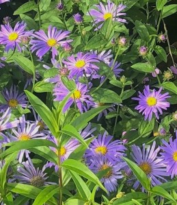 Aster x frikartii ‘Mönch’