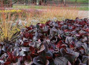 Bergenia Overture at Harlow Carr (c) Sue Taylor / RHS