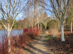 Betula utilis avenue, Marks Hall 9 February 2019