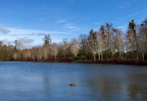 Betula utilis by lake, Marks Hall, 9 February 2019
