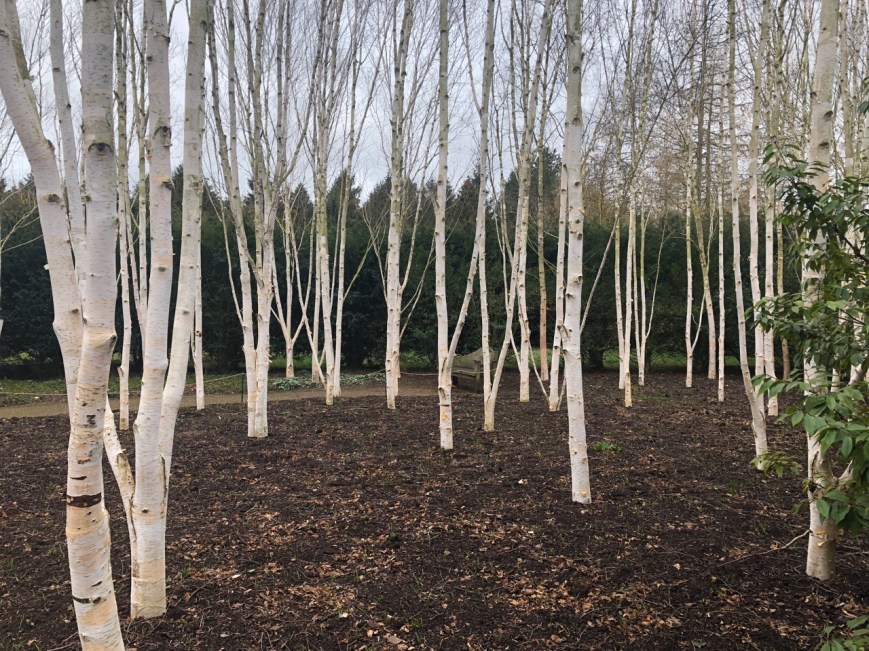 Betula utilis var jacquemontii
