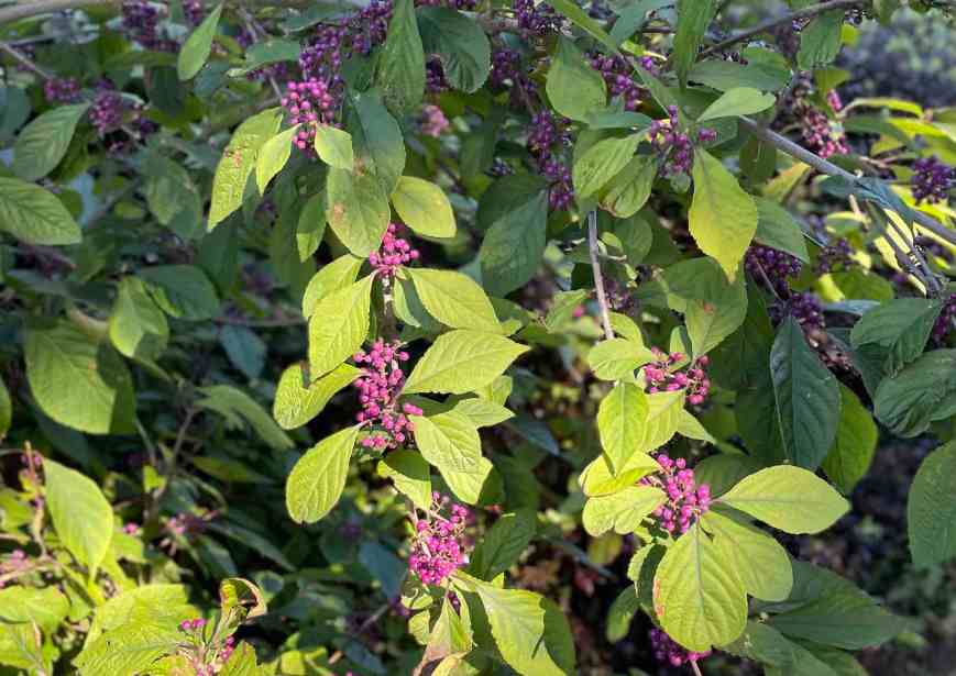 Callicarpa bodinieri Profusion, QMG 24 September 2021 landscape