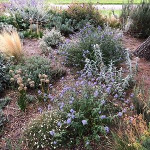 Caryopteris 'Heavenly Blue' with Allium 'Summer Beauty', Echinops, Rosemary, Stipa tenuissima, Artemisia, Queen Mary's Gardens, 24 September 2020