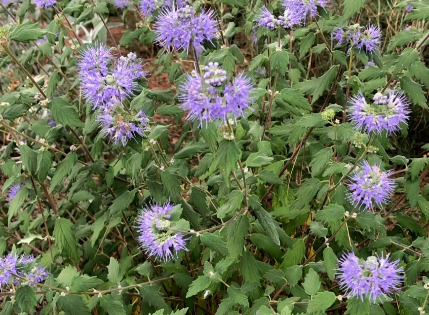 Caryopteris 'Heavenly Blue', landscape, Queen Mary's Gardens, 24 September 2020