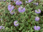 Caryopteris 'Heavenly Blue', landscape, Queen Mary's Gardens, 24 September 2020