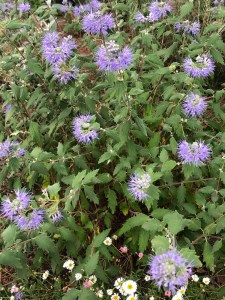 Caryopteris 'Heavenly Blue', portrait, Queen Mary's Gardens, 24 September 2020