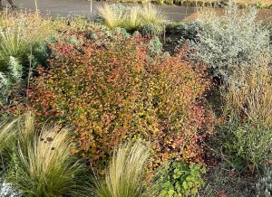 Ceratostigma willmottianum, autumn, QMG, 15 December 2020