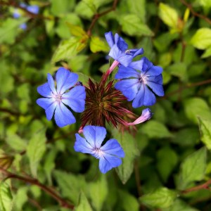 Ceratostigma willmottianum, flowers, QMG, 12 July 2019