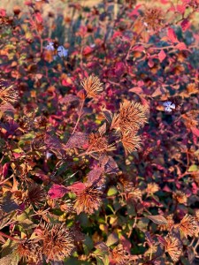 Ceratostigma willmottianum, seedheads, 23 November 2021