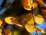 Cercidiphyllum japonicum, autumn leaves golden, (c) Pepinieres Dauguet