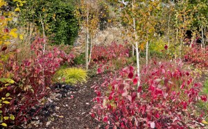 Cornus Baton Rouge in Betula grove, Loire valley, 29 October 2021