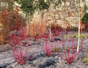 Cornus alba Baton Rouge w Betula Ophiopogon and Miscanthus, Saint Georges des Sept Voies, 18 January 2021
