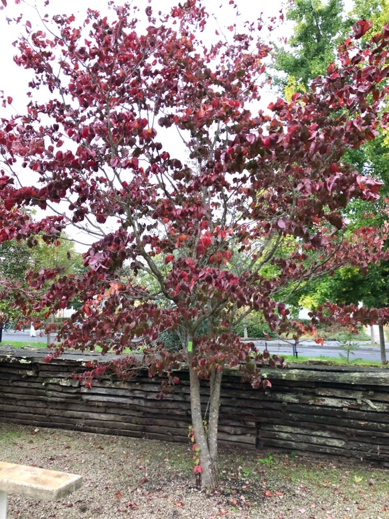 Cornus florida 'Cherokee Chief', Bordeaux botanic gardens, 19 October 2019