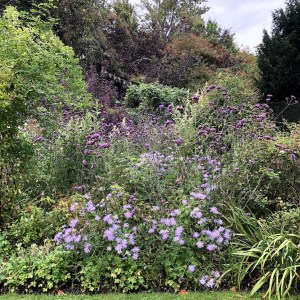 Cotinus, asters, Verbena, St John's Lodge, 24 September 2020
