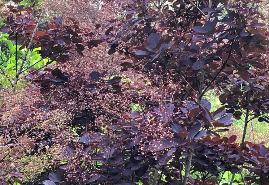 Cotinus coggygria 'Royal Purple', landscape, St John's Lodge, 4 June 2019