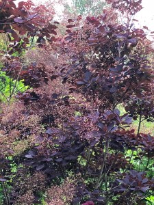 Cotinus coggygria 'Royal Purple', St John's Lodge, 4 June 2019