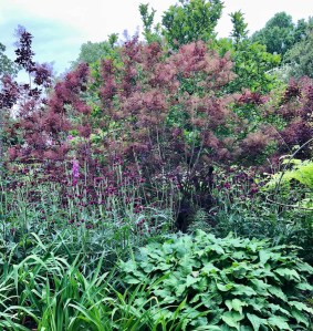 Cotinus 'Royal Purple', 4 June 2019