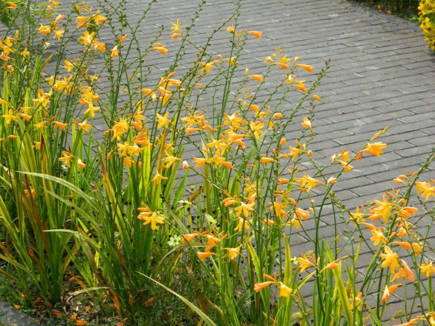 Crocosmia x crocosmiiflora 'George Davidson' (c) De Tuinen van Appeltern.jpg
