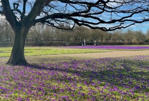 Crocus tommasinianus, Ham House, 23 February 2021