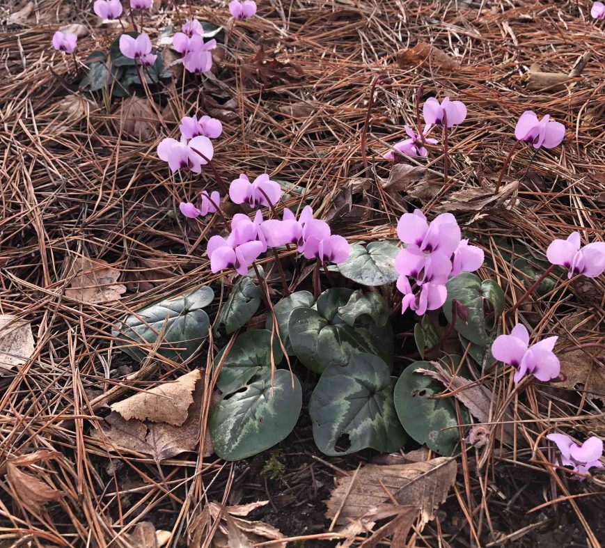 Cyclamen coum, Wisley, 12 February 2019