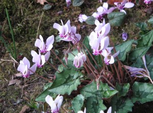 Cyclamen hederifolium (c) Meneerke bloem / Wikipedia