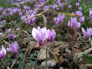 Cyclamen hederifolium (c) Rosier / Wikipedia