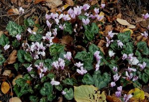 Cyclamen hederifolium in woodland (c) Wikipedia / Meneerke bloem