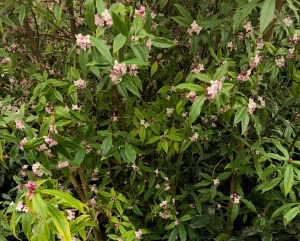 Daphne bholua 'Jacqueline Postill', Anglesey Abbey, 8 February 2019