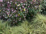 Daphne bholua 'Jacqueline Postill' underplanted with Carex, Savill Garden, 17 January 2020