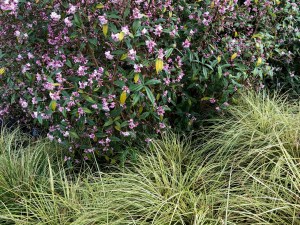 Daphne bholua 'Jacqueline Postill' underplanted with Carex, Savill Garden, 17 January 2020