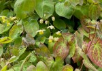 Epimedium x versicolor 'Sulphureum', Regent's Park, 4 May 2021