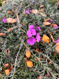 Erysimum 'Bowles's Mauve', Queen Mary's Gardens, 20 October 2019