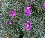 Erysimum 'Bowles's Mauve', St John's Lodge, 4 May 2021