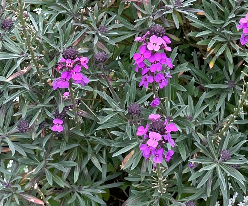Erysimum 'Bowles's Mauve', St John's Lodge, 4 May 2021