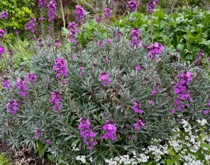 Erysimum 'Bowles's Mauve' (whole), St John's Lodge, 4 May 2021