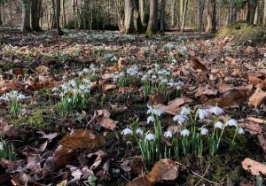 Galanthus carpet, Marks Hall, 9 February 2019