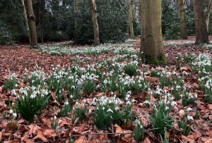 Galanthus drifts, Anglesey Abbey, 8 February 2019
