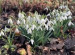 Galanthus nivalis, Ham House, 23 February 2021