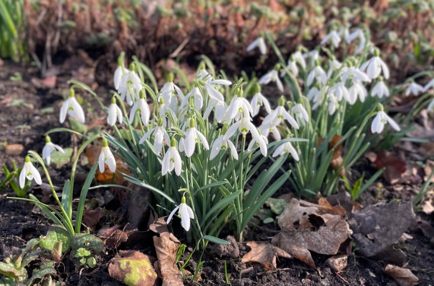 Galanthus nivalis, Ham House, 23 February 2021