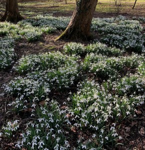 Galanthus in woodland, Marks Hall, 9 February 2019