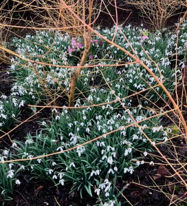Galanthus underplanted in Cornus, Anglesey Abbey, 8 February 2019