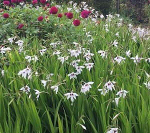 Gladiolus murielae (c) Crocus